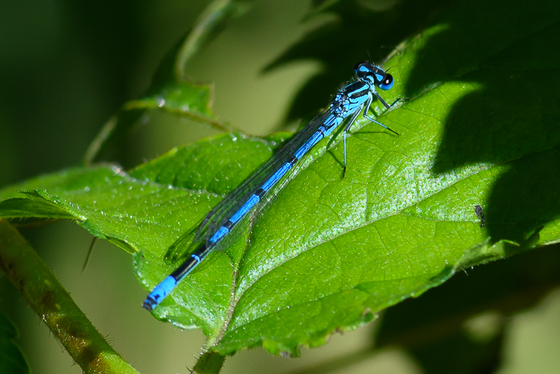 Azure Damselfly